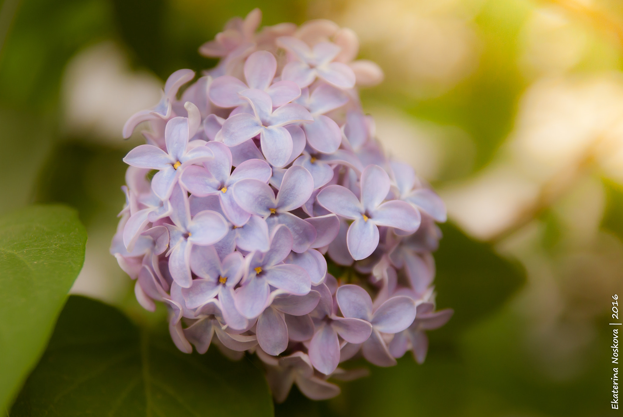 Pentax K200D sample photo. Purple lilac photography