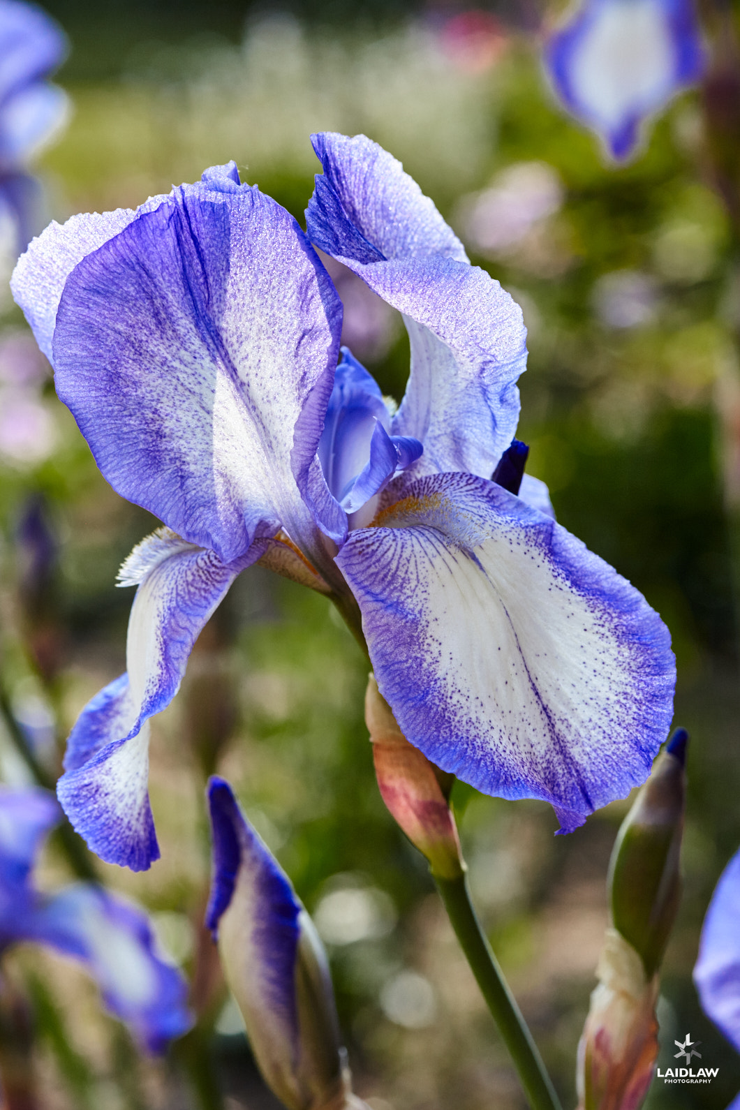 Canon EF 100mm F2.8 Macro USM sample photo. Blue shimmer 2016 photography