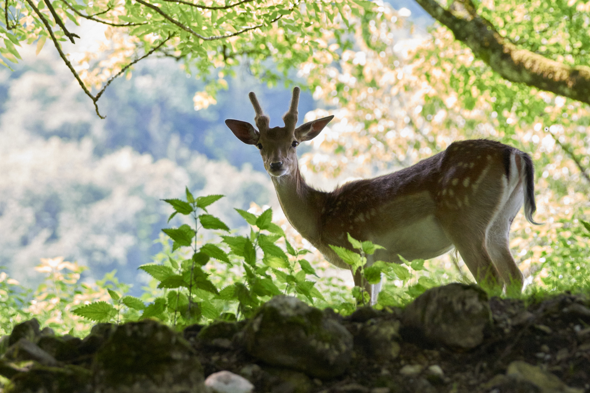Sony ILCA-77M2 + Sony 70-400mm F4-5.6 G SSM sample photo. Woodspirit photography