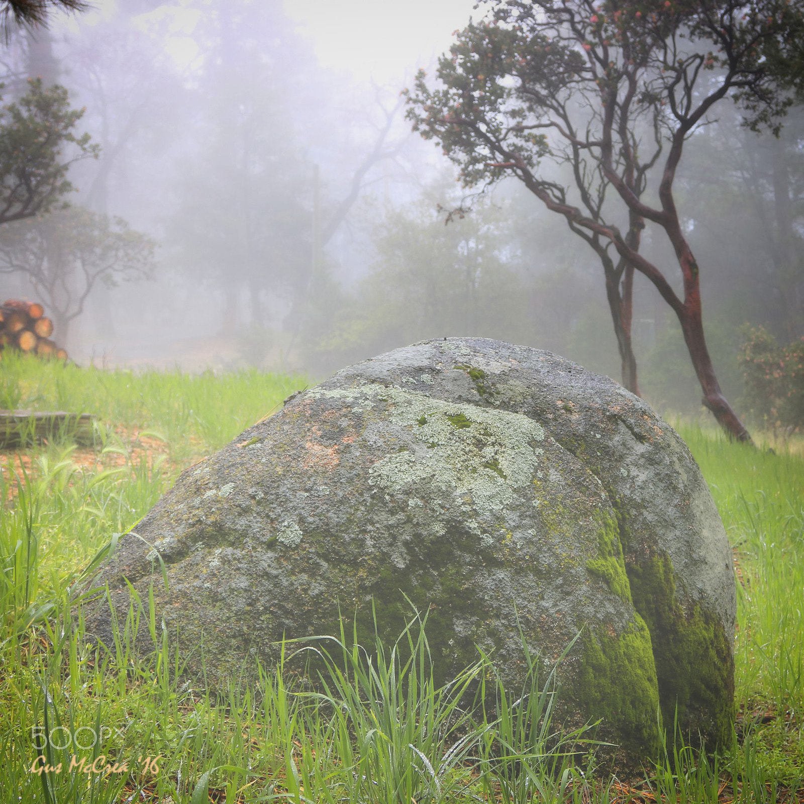 Canon EOS 760D (EOS Rebel T6s / EOS 8000D) sample photo. Mossy stone & manzanitas in fog photography
