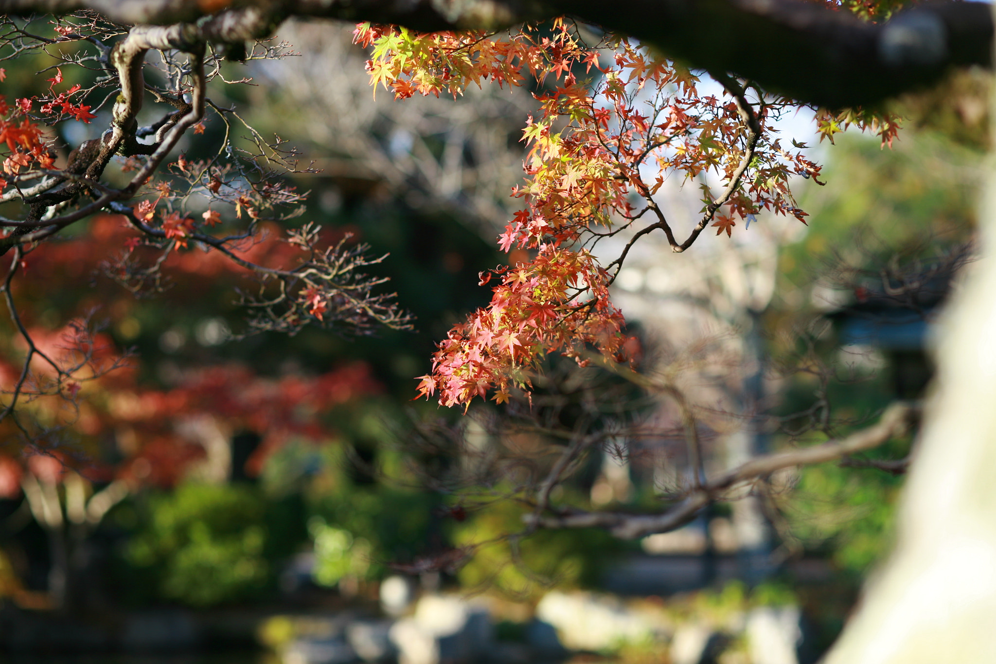 Canon EOS 5D + Canon EF 100mm F2.0 USM sample photo. Red and yellow photography