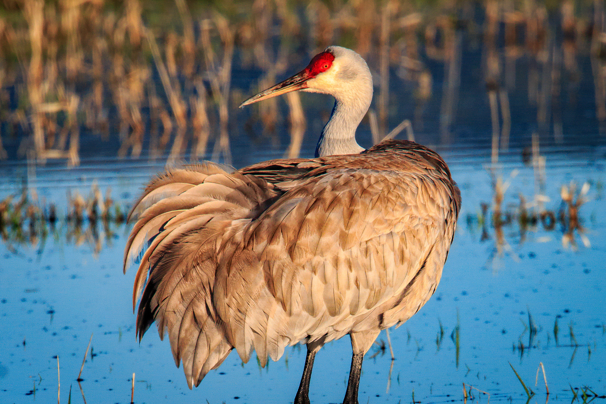 Canon EF 500mm F4L IS USM sample photo. Sandhill cranes photography