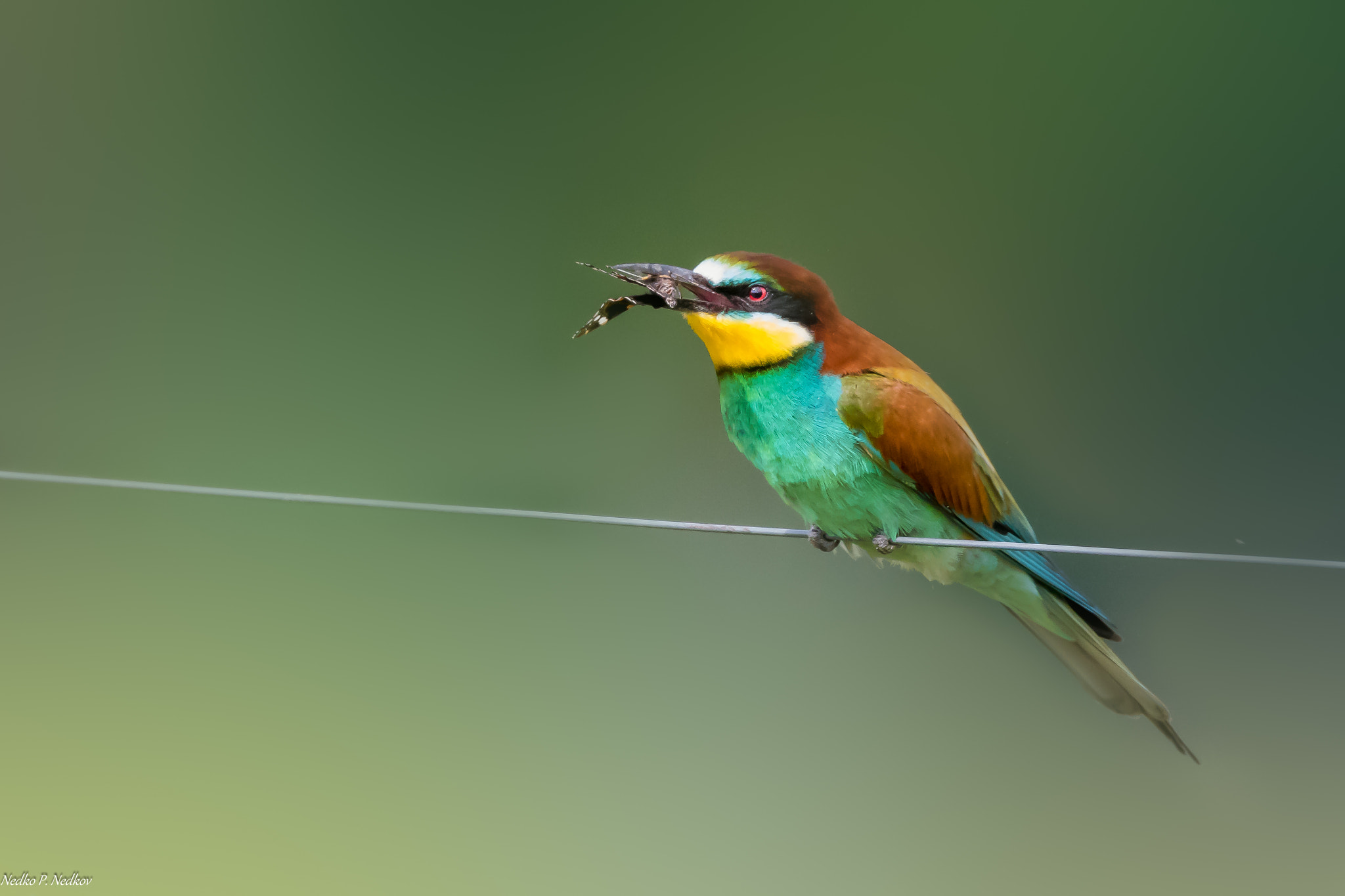 Nikon AF-S Nikkor 600mm F4E FL ED VR sample photo. Butterflies in the stomach... photography