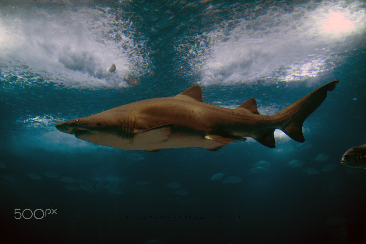 Sigma 30mm F1.4 EX DC HSM sample photo. Master of the ocean photography