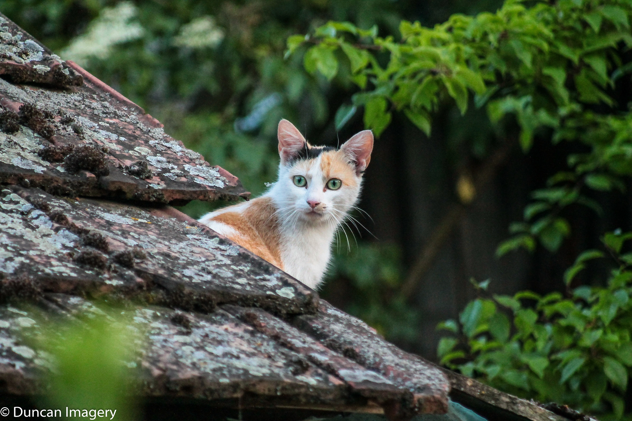Canon EF 80-200mm F4.5-5.6 II sample photo. Cat on the roof photography