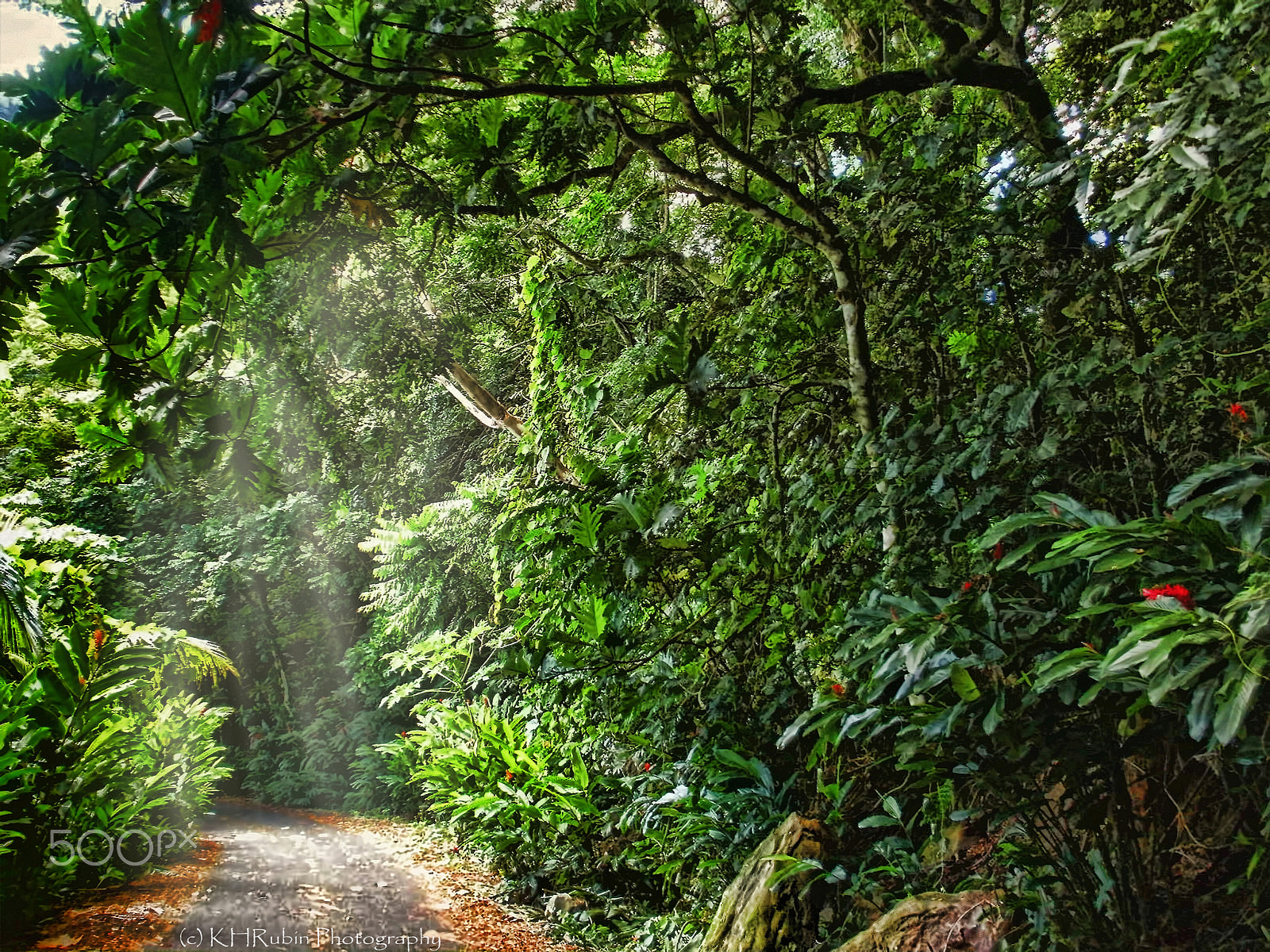 Olympus FE46,X41,X42 sample photo. Rainforest road photography