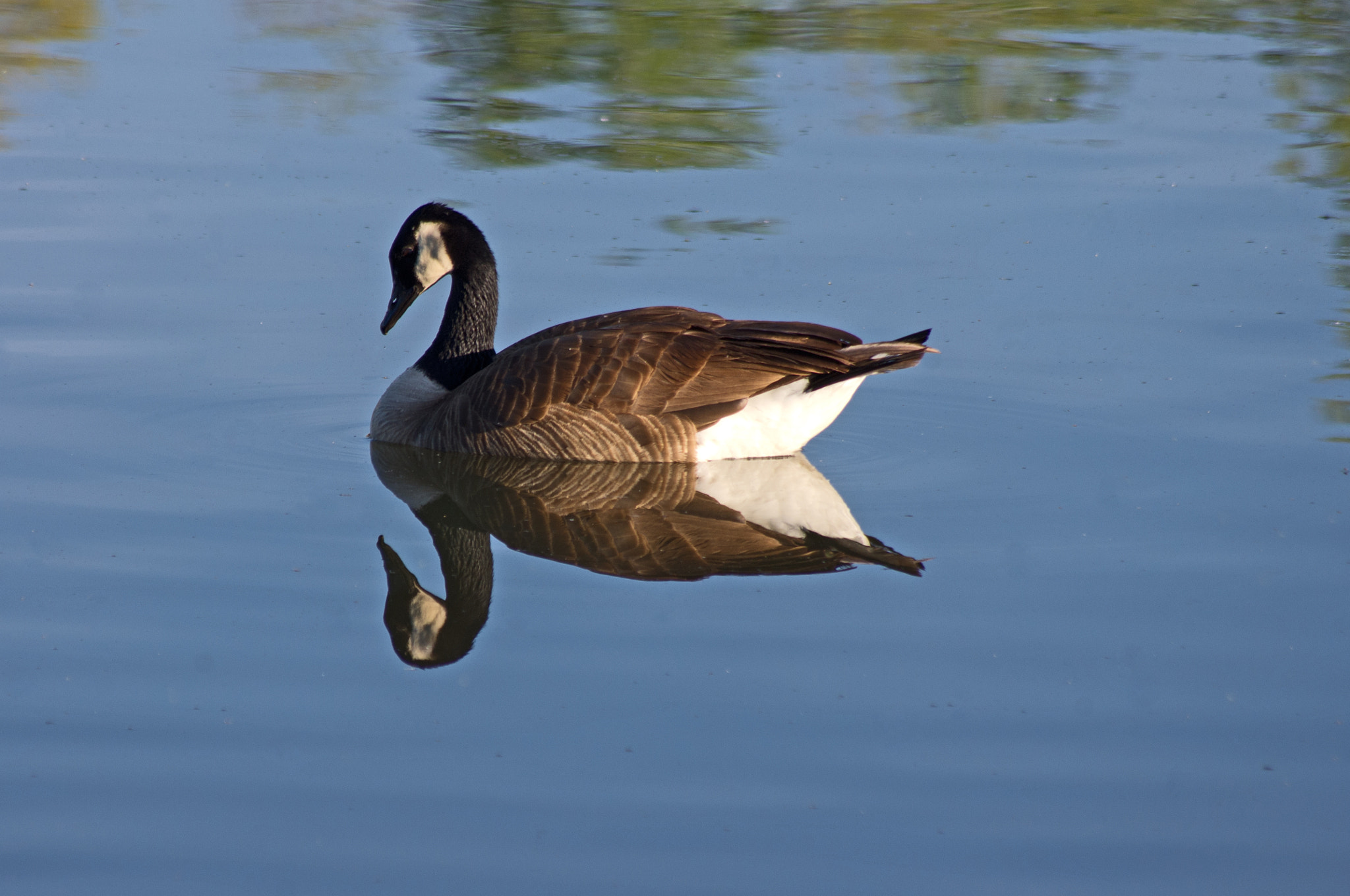 Pentax K-x + Sigma sample photo. Studying his reflection photography