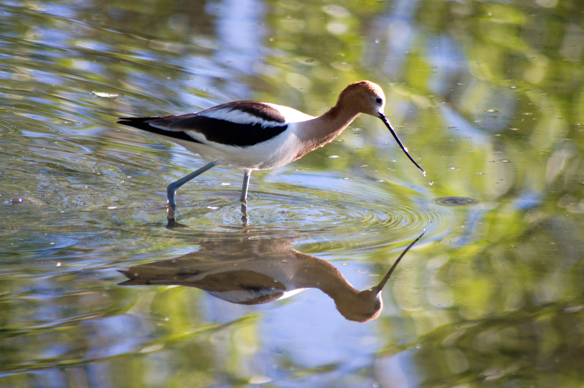 Pentax K-x sample photo. An american avocet photography