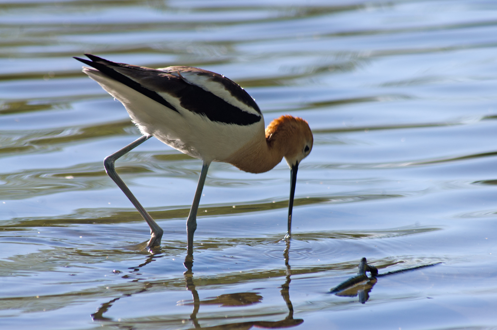 Pentax K-x sample photo. An american avocet photography