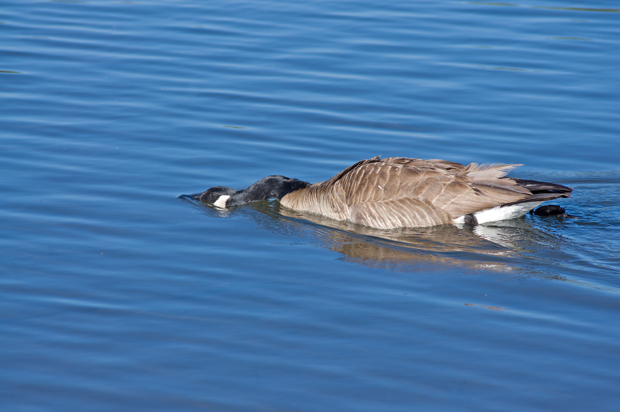 Pentax K-x + Sigma sample photo. Stealth run photography