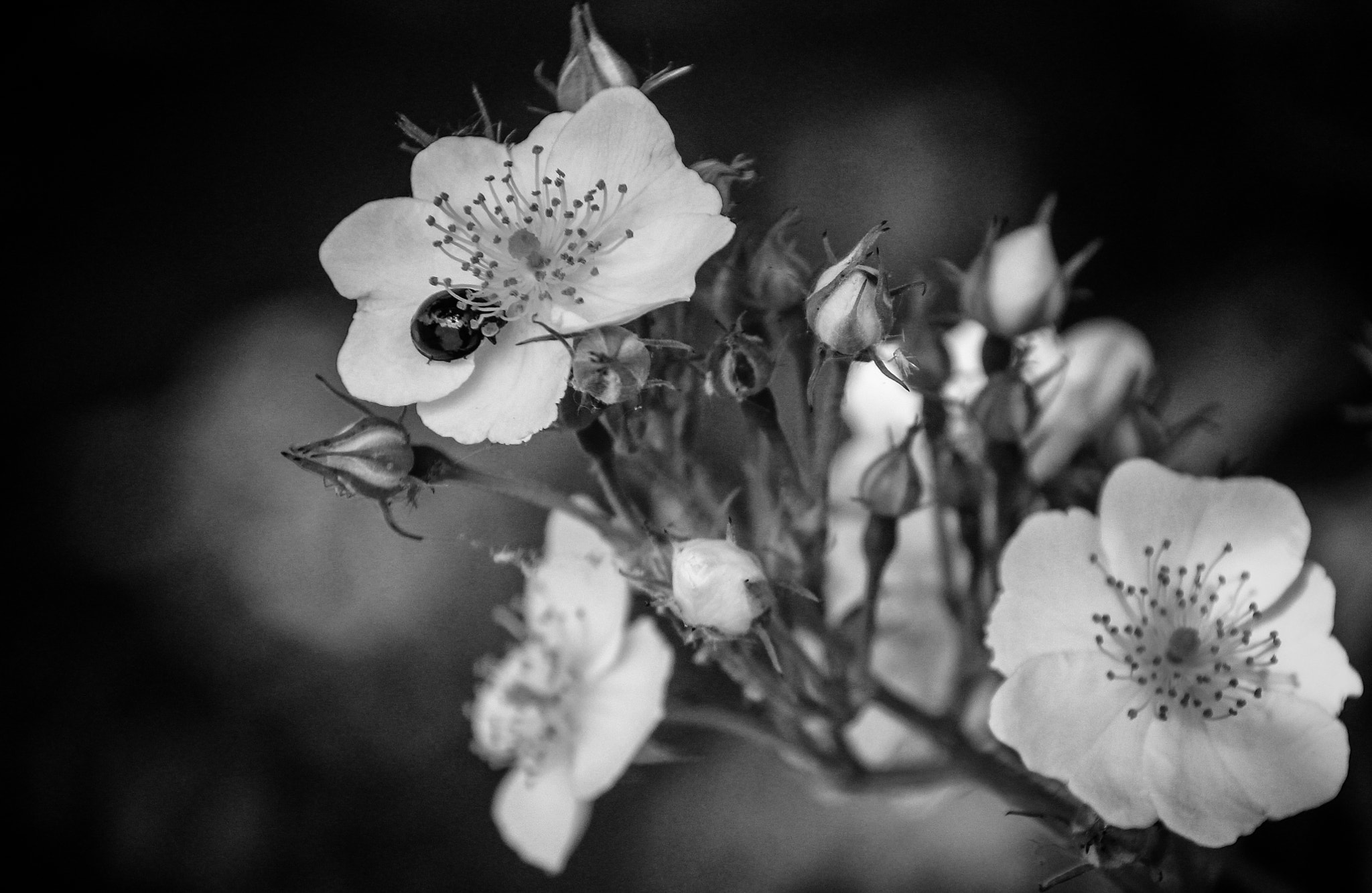 Sigma 18-125mm f/3.5-5.6 DC IF ASP sample photo. Ladybug photography