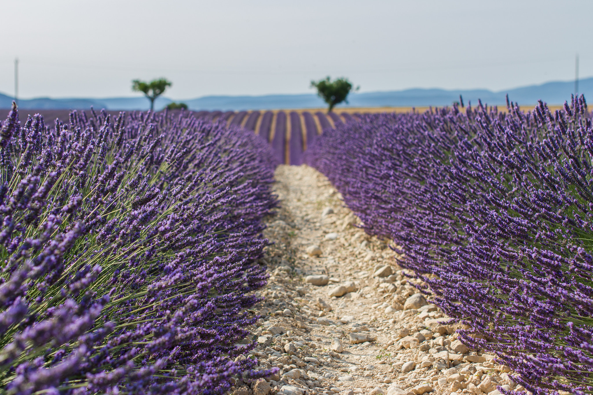 Sigma 50mm F1.4 EX DG HSM sample photo. Valensole photography