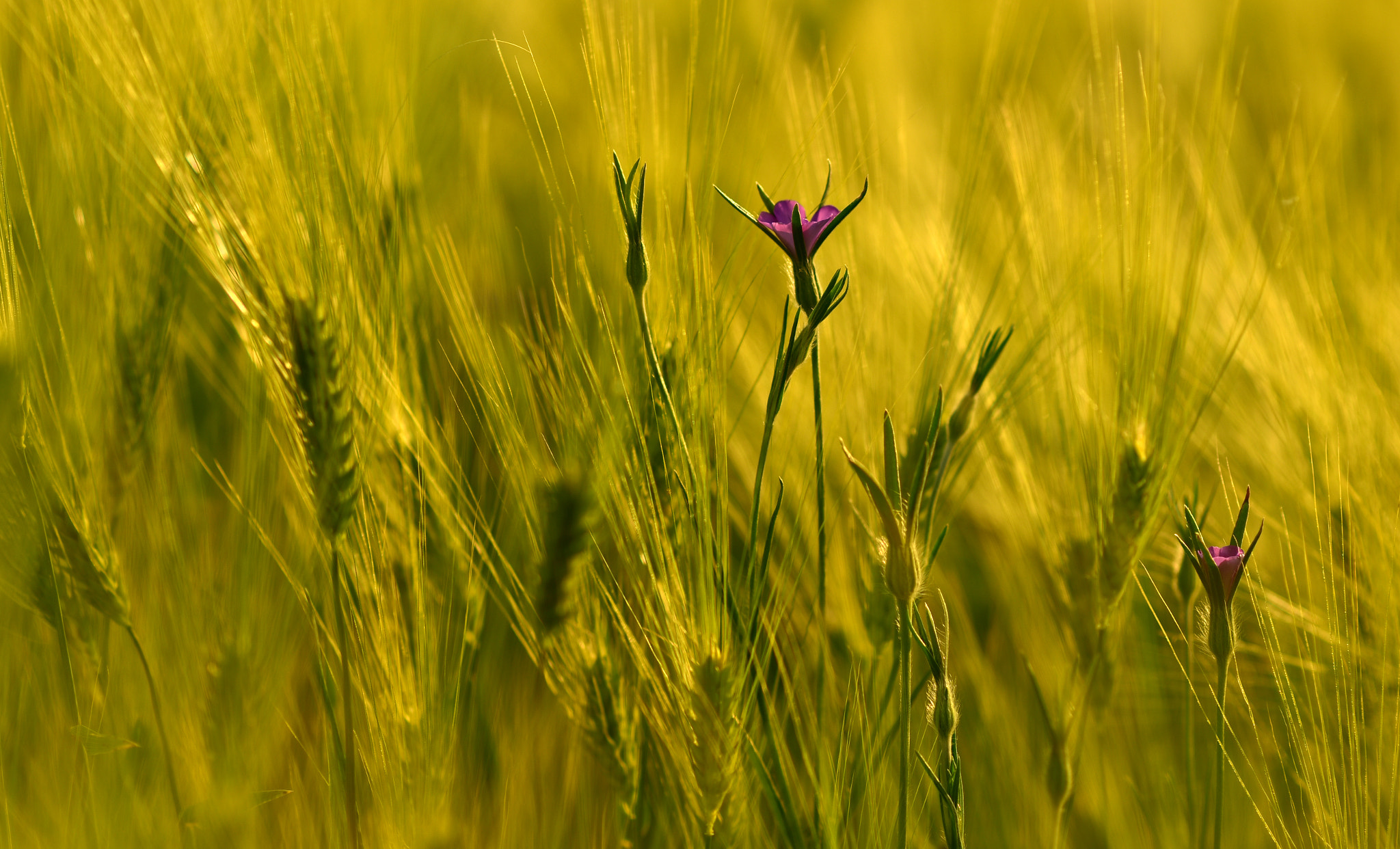 Nikon D750 + AF Nikkor 50mm f/1.8 N sample photo. Nightfall v photography