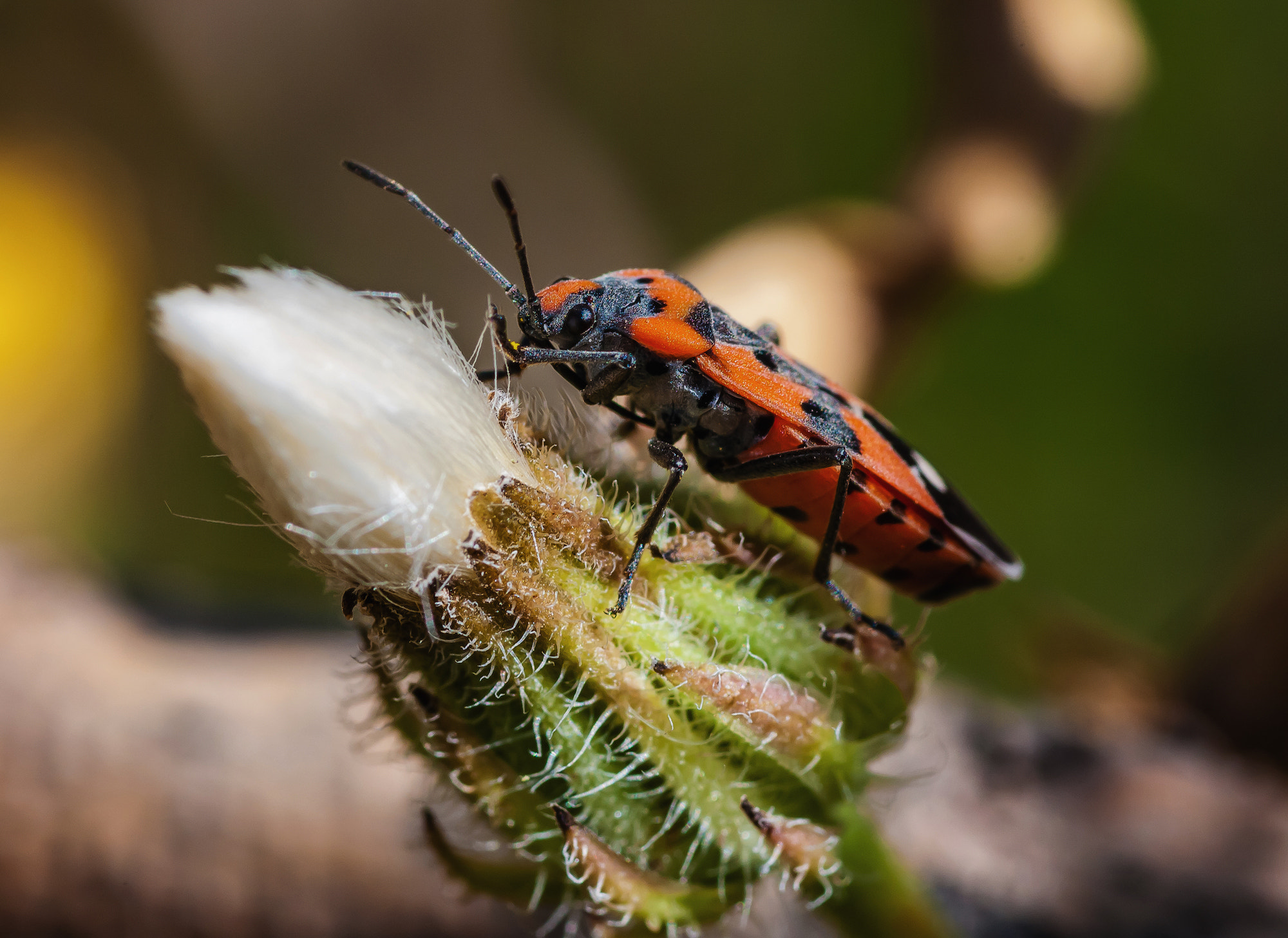 Pentax K20D + Pentax smc D-FA 100mm F2.8 macro sample photo. *** photography