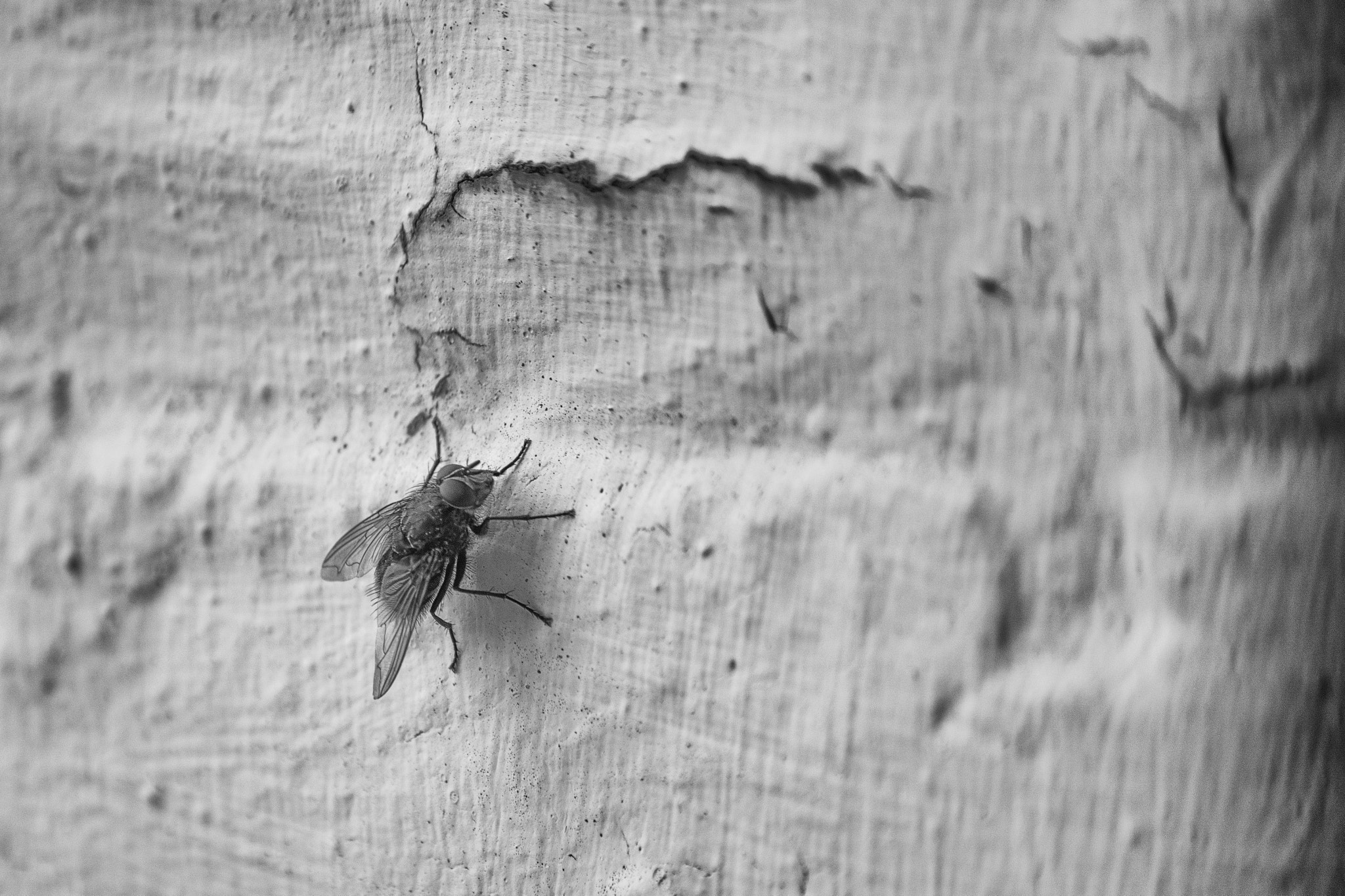 Canon EF-S 55-250mm F4-5.6 IS sample photo. Fly on the wall photography