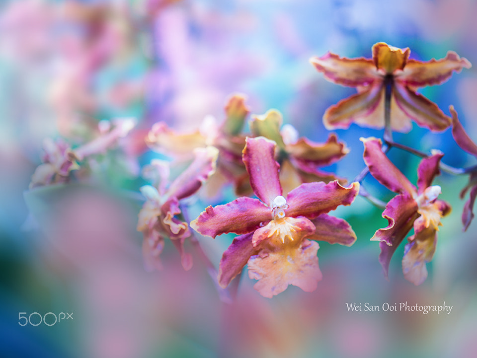 Panasonic Leica DG Macro-Elmarit 45mm F2.8 ASPH OIS sample photo. Orchid 22 photography
