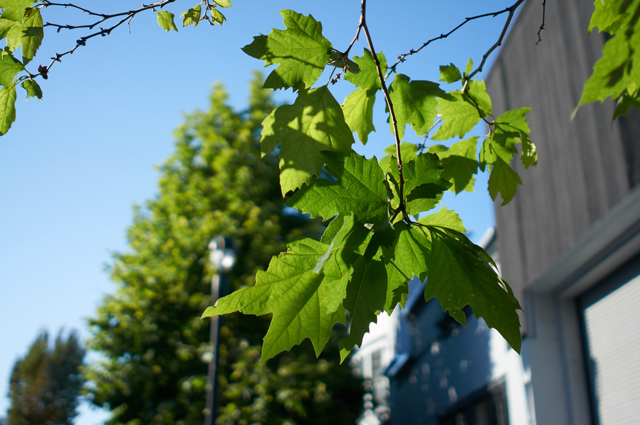 Minolta AF 28mm F2 sample photo. Greenleaves photography