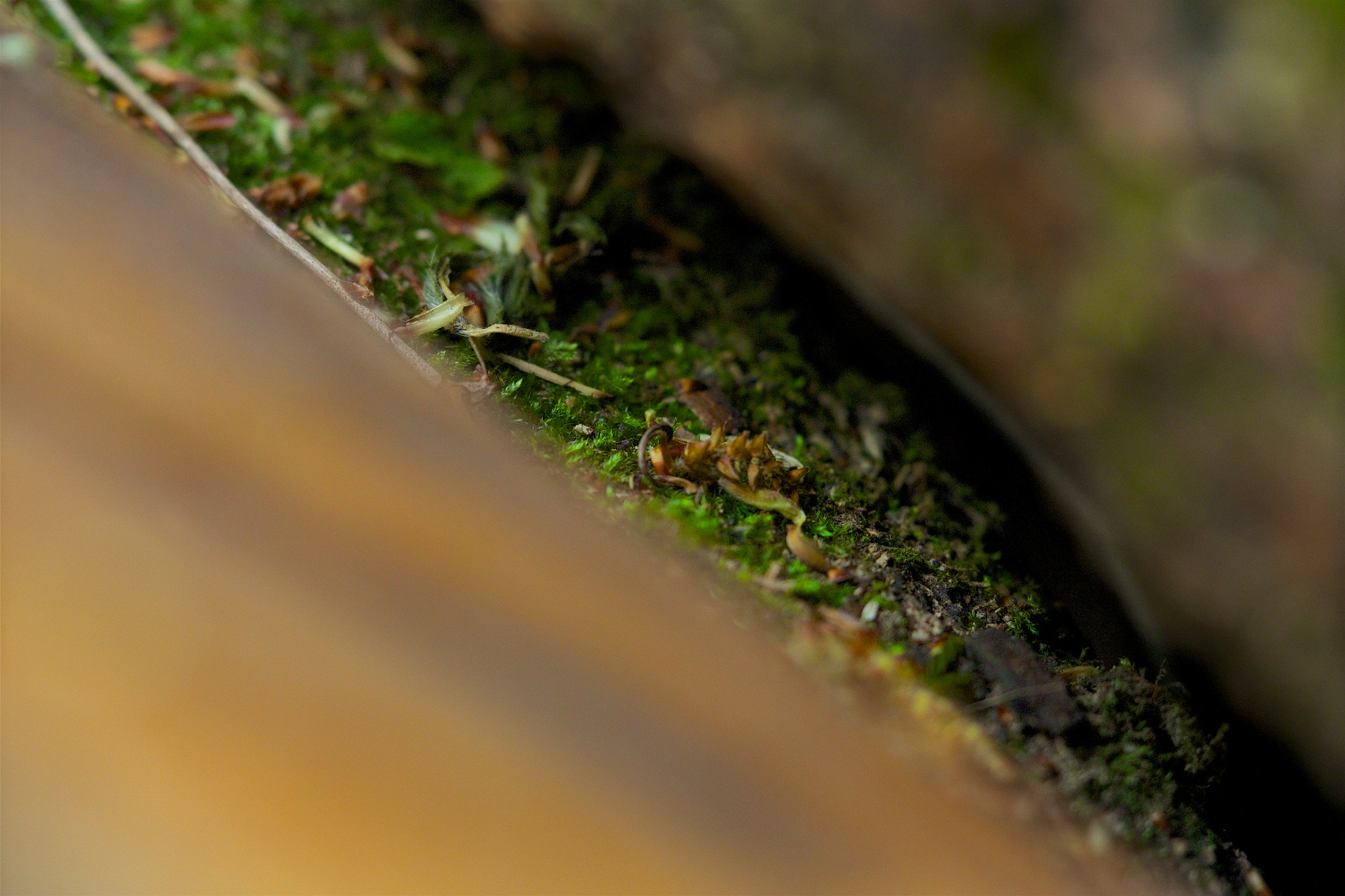 Canon EOS M sample photo. () photography