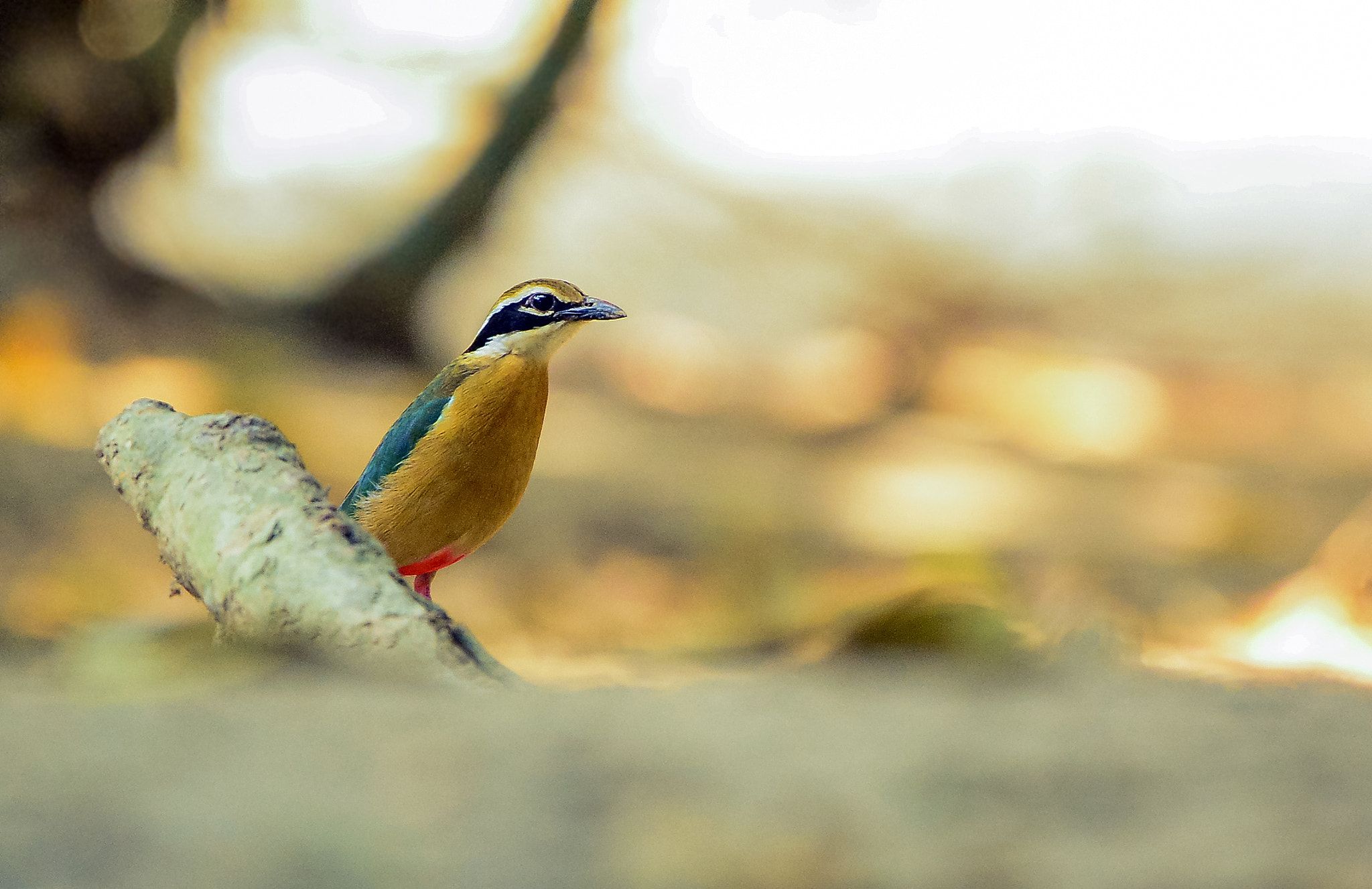 Nikon Nikkor AF-S 300mm F4E PF ED VR sample photo. Indian pitta photography