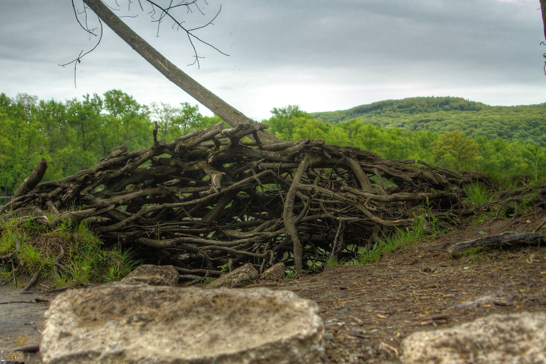 Canon EF 28-105mm f/3.5-4.5 USM sample photo. Riverside driftwood photography