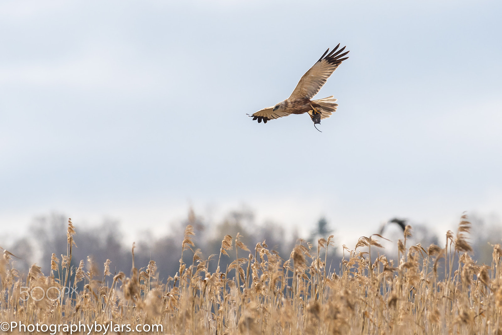 Nikon AF-S Nikkor 300mm F2.8G ED VR II sample photo. Marsh harrier photography