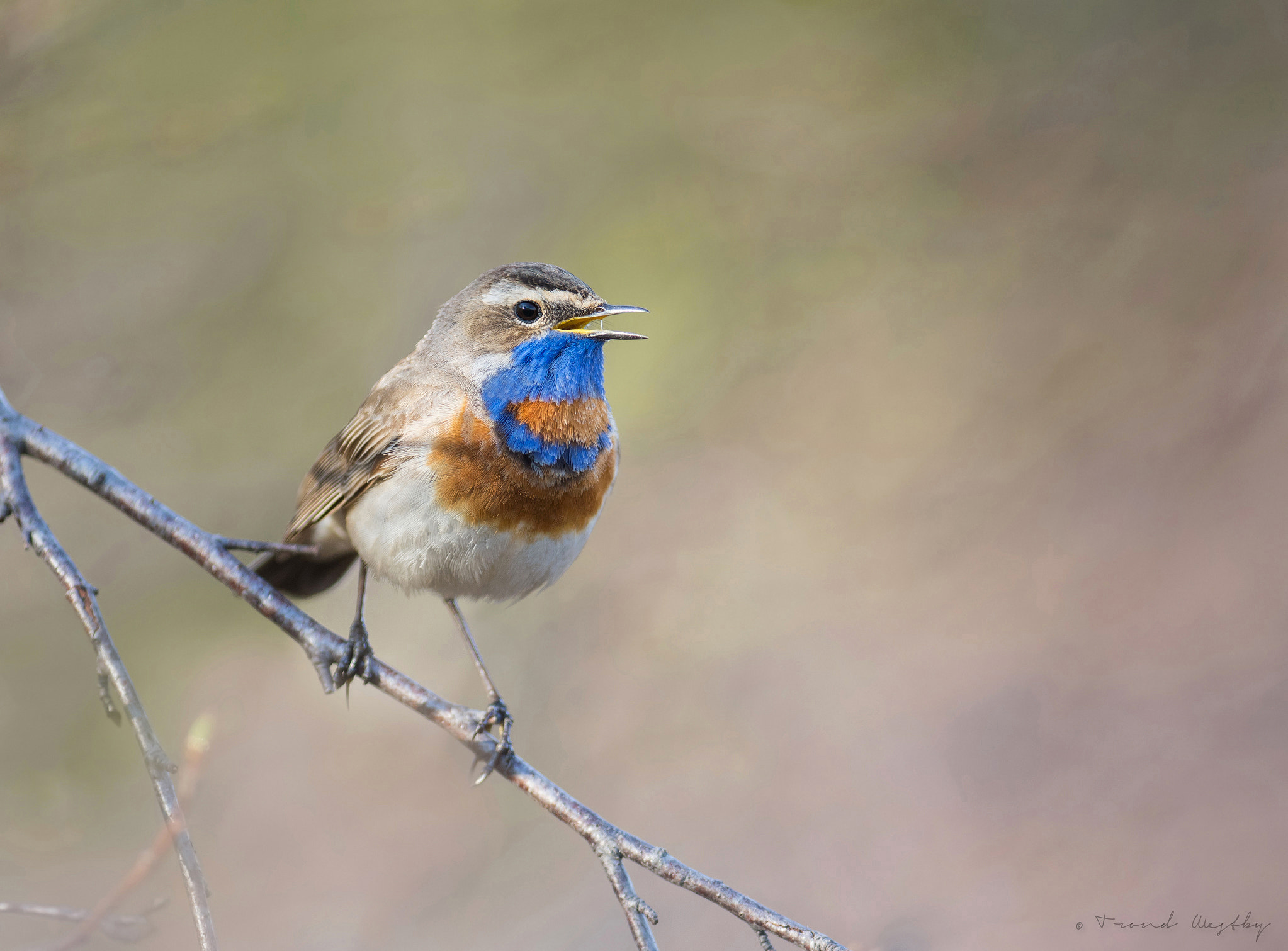 Nikon AF-S Nikkor 300mm F2.8G ED VR II sample photo. Bluethroat photography