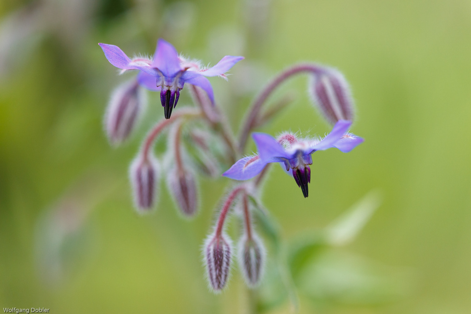 Sigma APO Macro 150mm f/2.8 EX DG HSM sample photo. Borretsch photography
