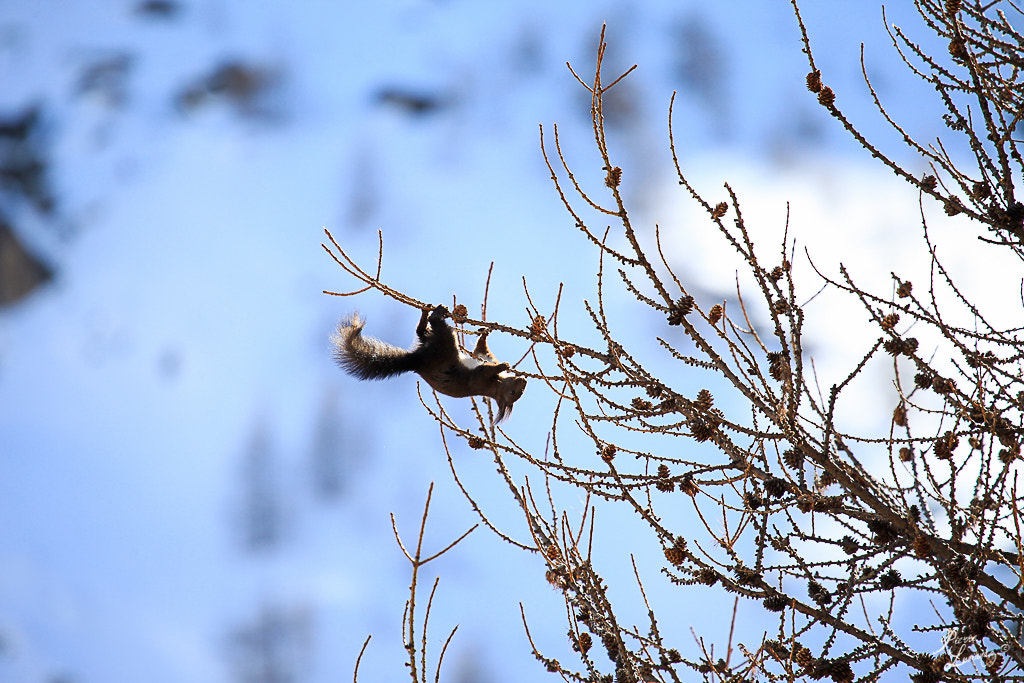 Canon EF 100-400mm F4.5-5.6L IS USM sample photo. Professional climber! photography