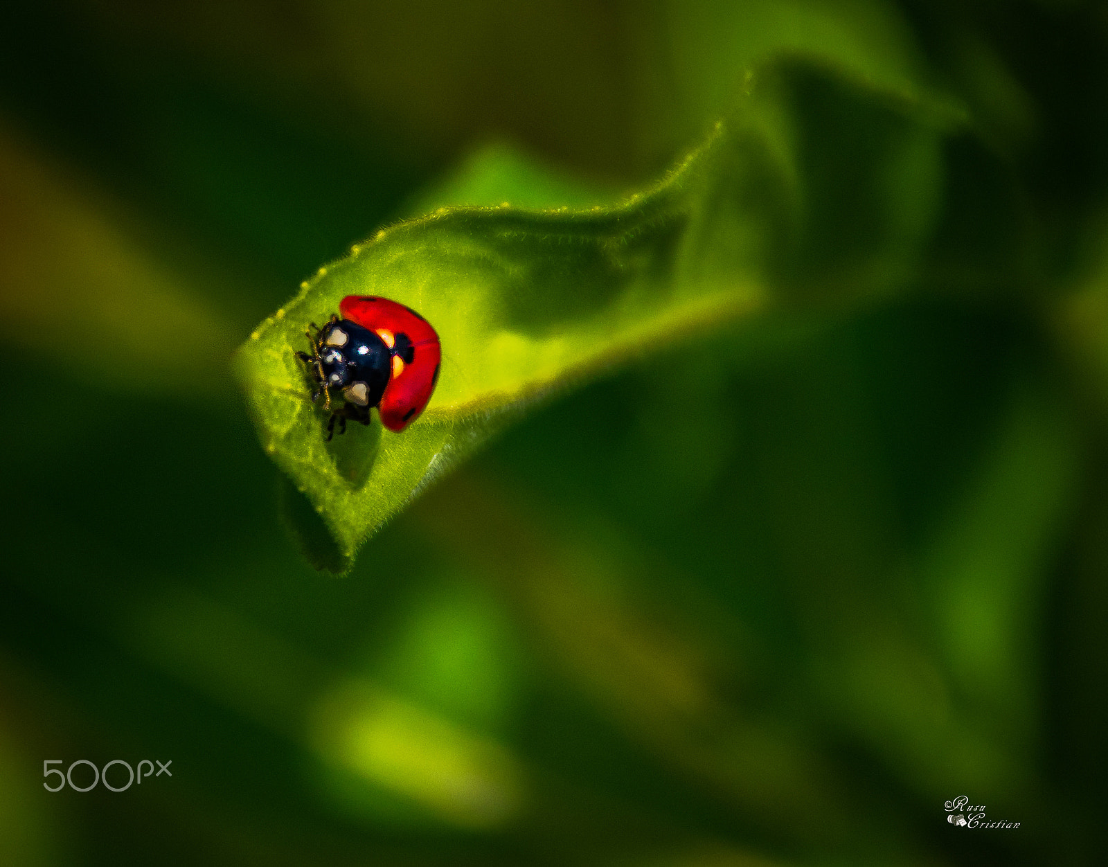 Sigma 28-300mm F3.5-6.3 DG Macro sample photo. Ladybug photography