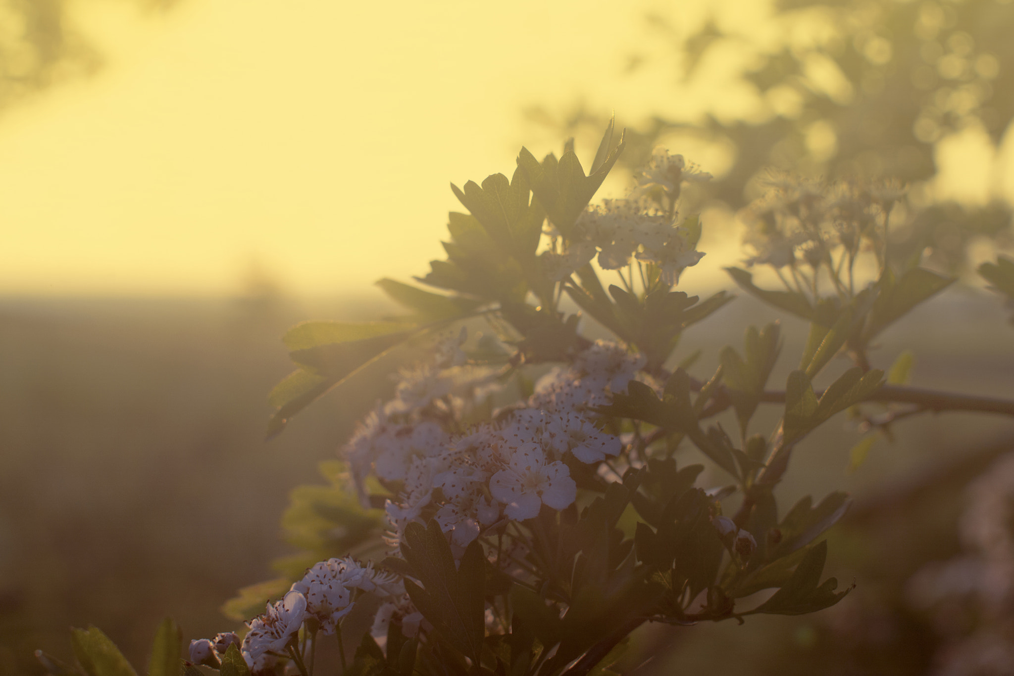 Panasonic Lumix DMC-GF6 + Sigma 30mm F2.8 DN Art sample photo. Golden sunset photography