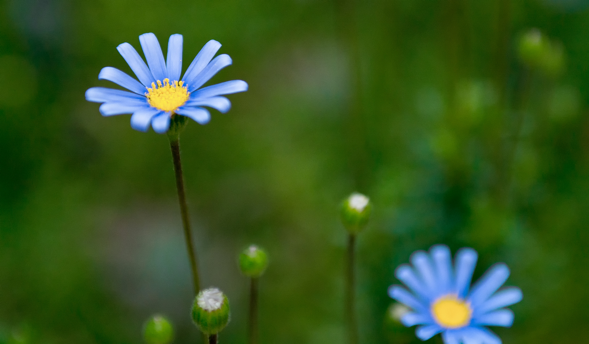 Nikon D7100 + Sigma 24-70mm F2.8 EX DG Macro sample photo. Spring..... photography