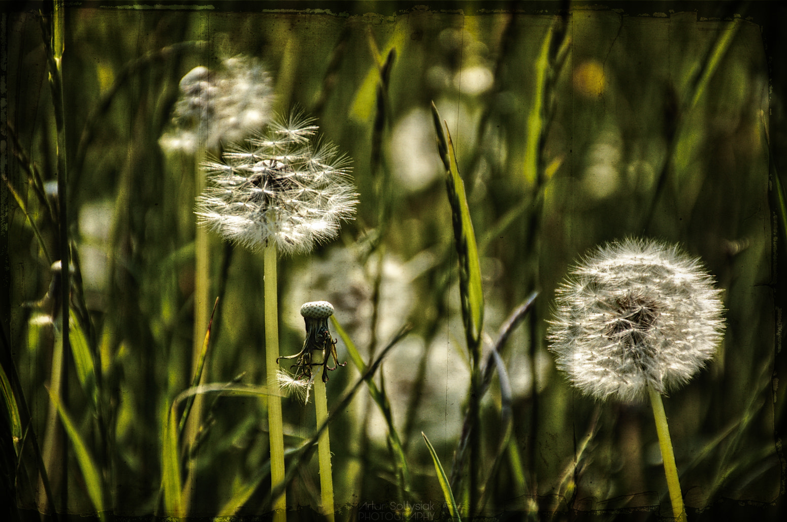 Nikon D70 sample photo. Taraxacum officinale photography