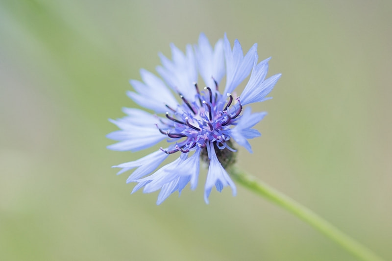 Sony ILCA-77M2 + Sony 100mm F2.8 Macro sample photo. Cornflower photography