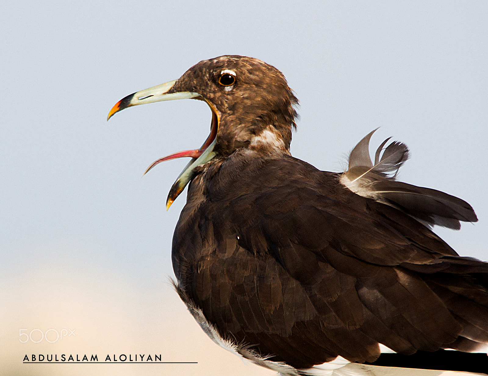 Sigma 150-500mm F5-6.3 DG OS HSM sample photo. Sooty gull photography