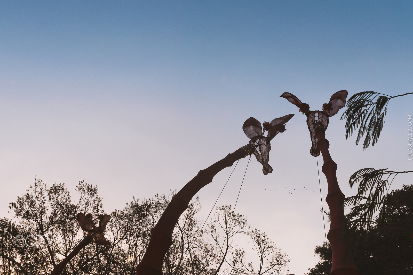 Sigma 70-200mm F2.8 EX DG Macro HSM II sample photo. Les girafes - opérette animalière - fitbh 2016 photography