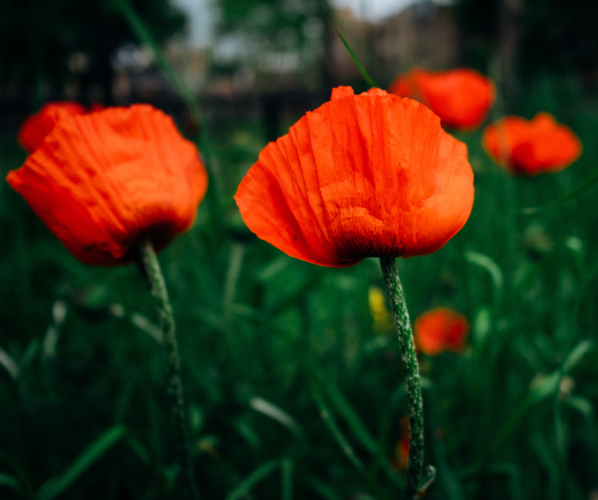 Panasonic Lumix DMC-GM1 + LEICA DG SUMMILUX 15/F1.7 sample photo. Spring coming photography