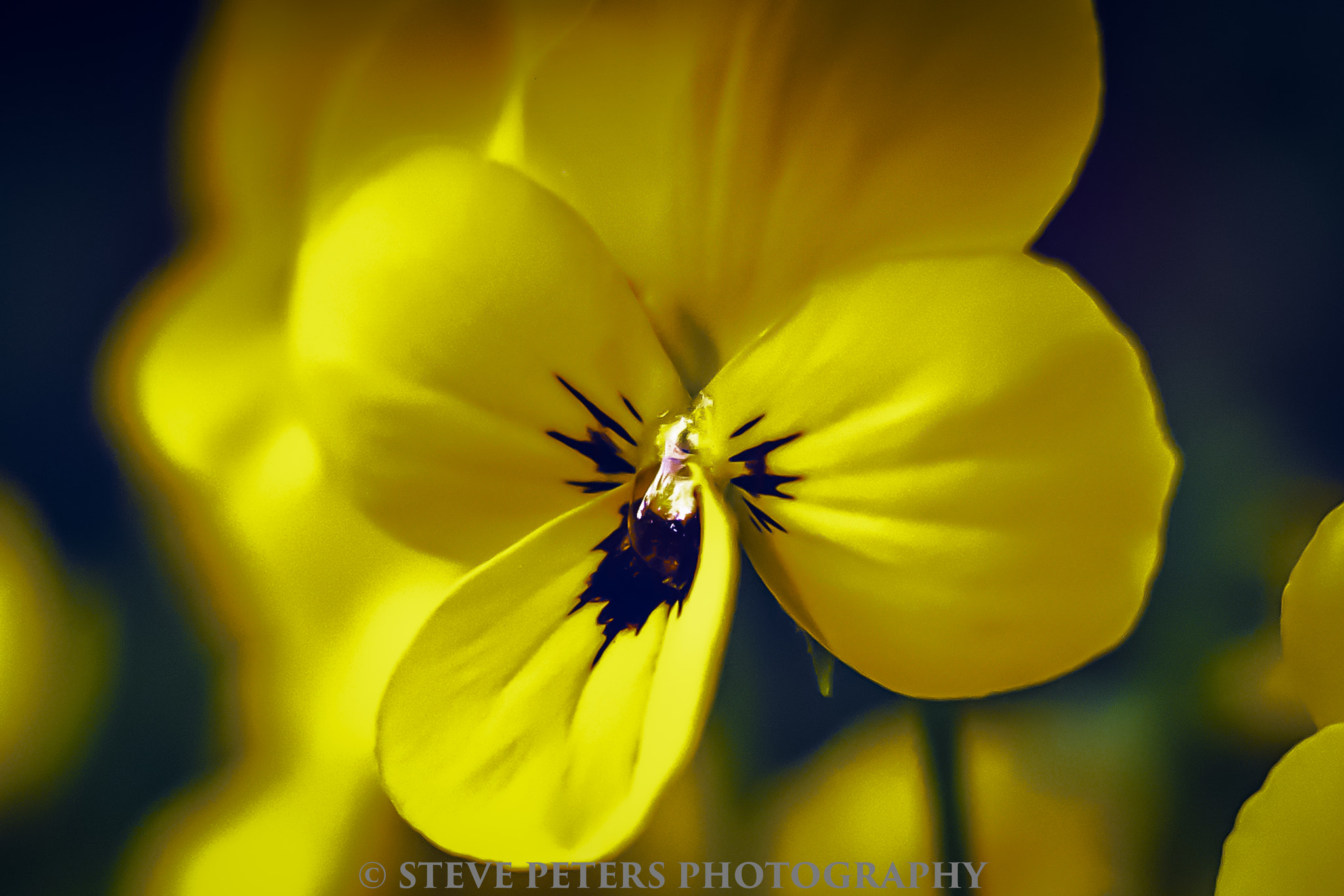 Sony SLT-A77 + Sony DT 35mm F1.8 SAM sample photo. Yellow flower macro photography