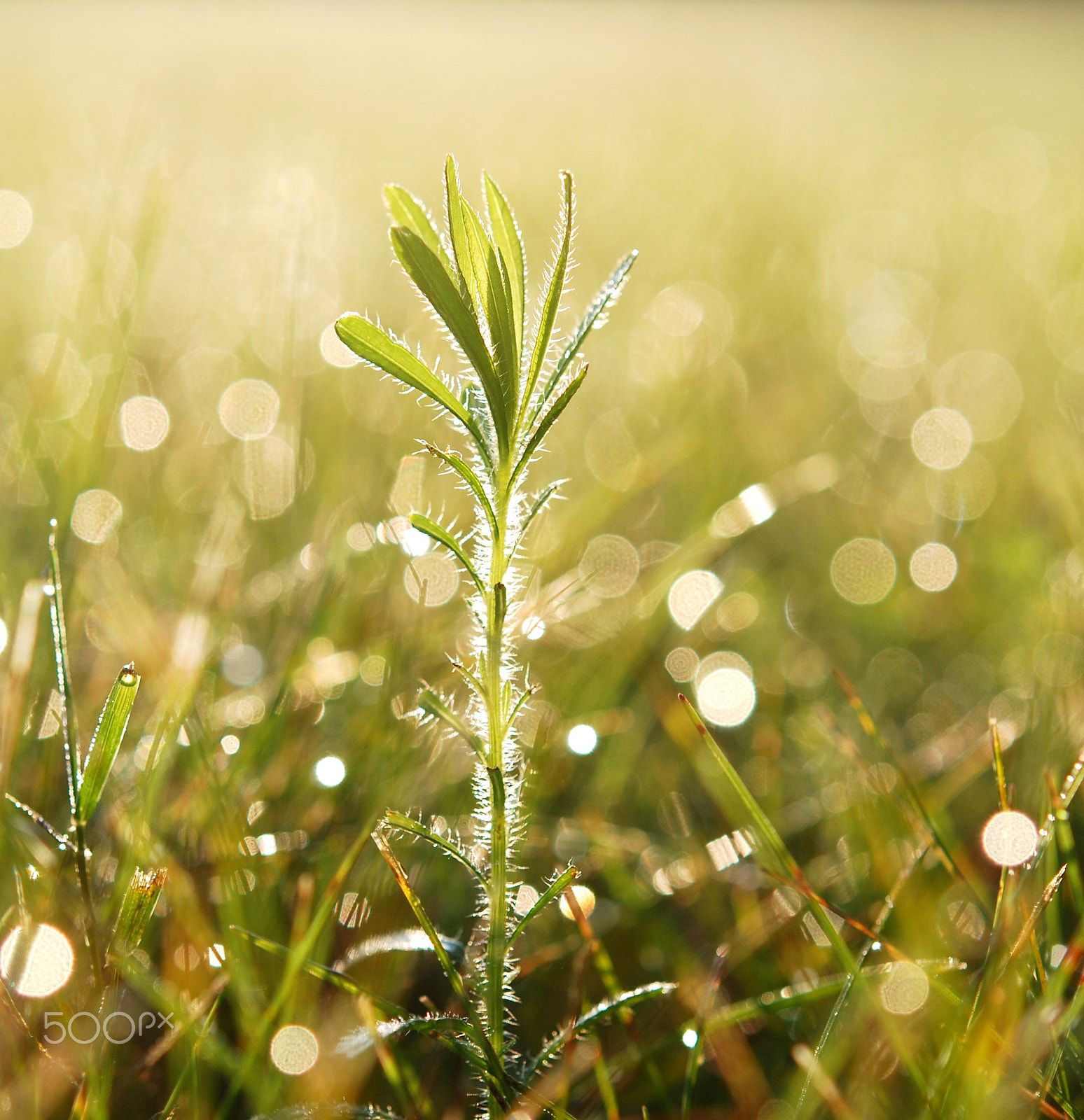 Nikon AF-S Micro-Nikkor 60mm F2.8G ED sample photo. Sun kissed photography