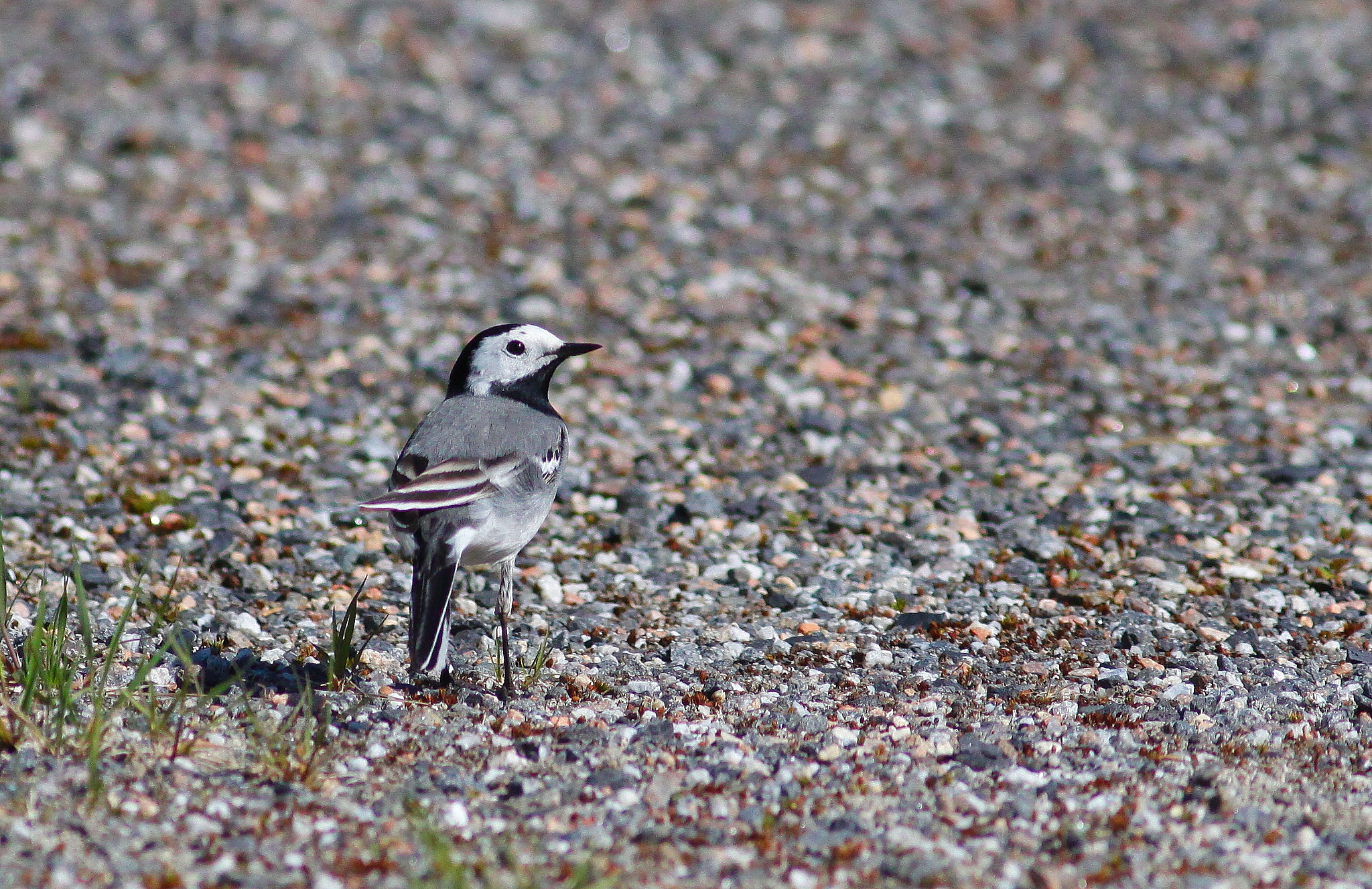 Canon EOS 50D + Canon EF 300mm F4L IS USM sample photo. Wagtail photography
