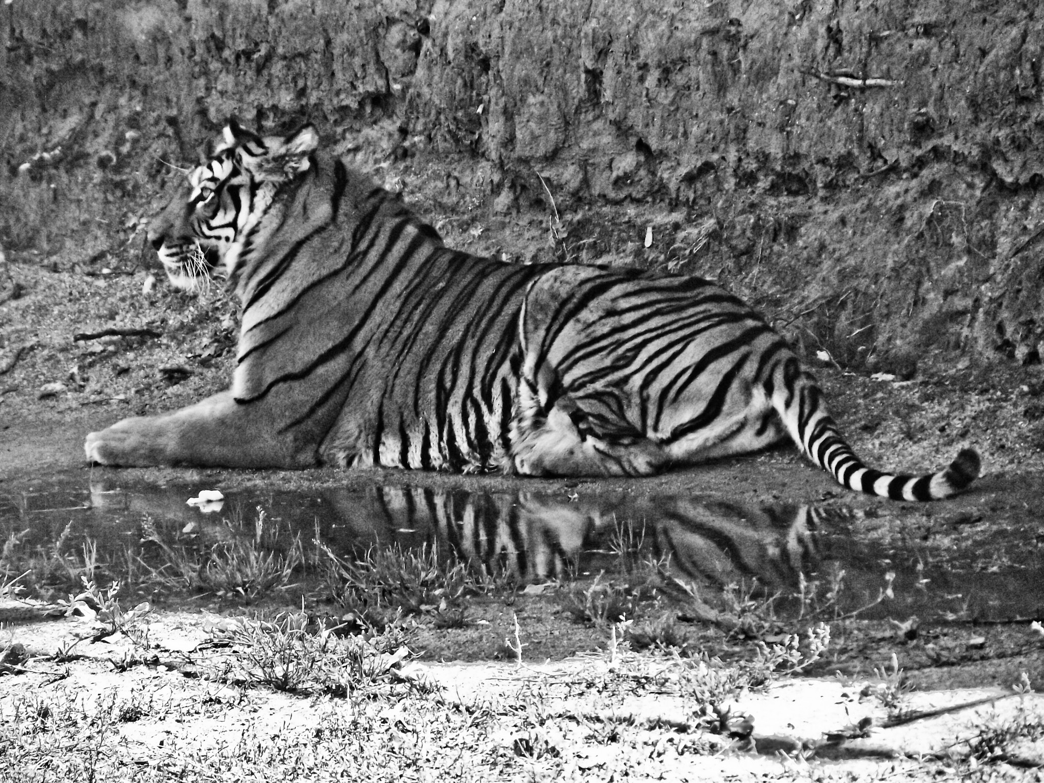 FujiFilm FinePix S1600 (FinePix S1770) sample photo. Waiting tigre photography