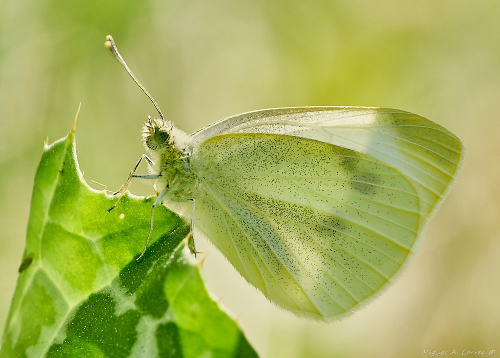 Sony ILCA-77M2 + 150mm F2.8 sample photo. Pieris brassicae photography