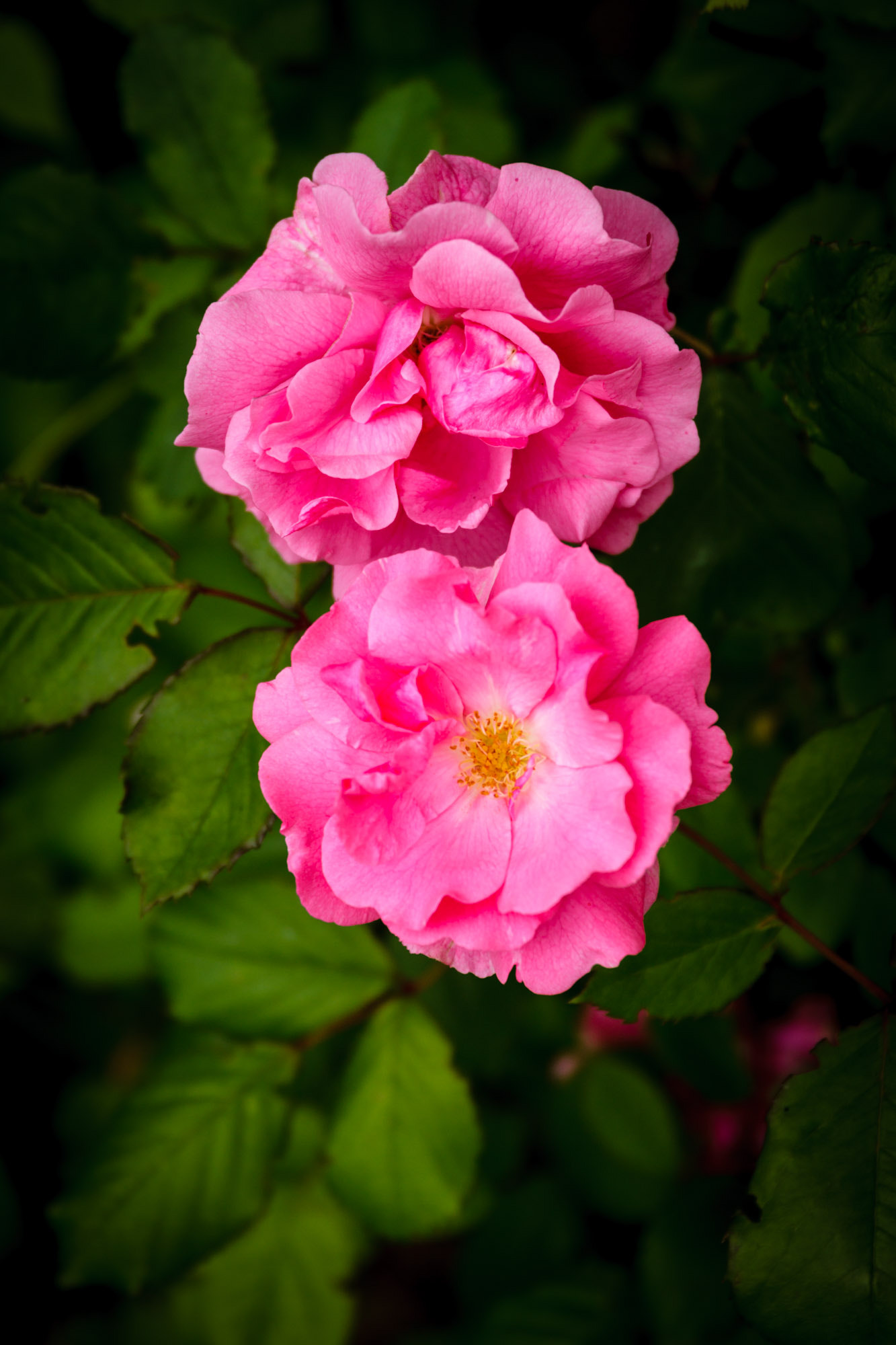 Canon EOS 7D + Sigma 24-105mm f/4 DG OS HSM | A sample photo. Rose photography