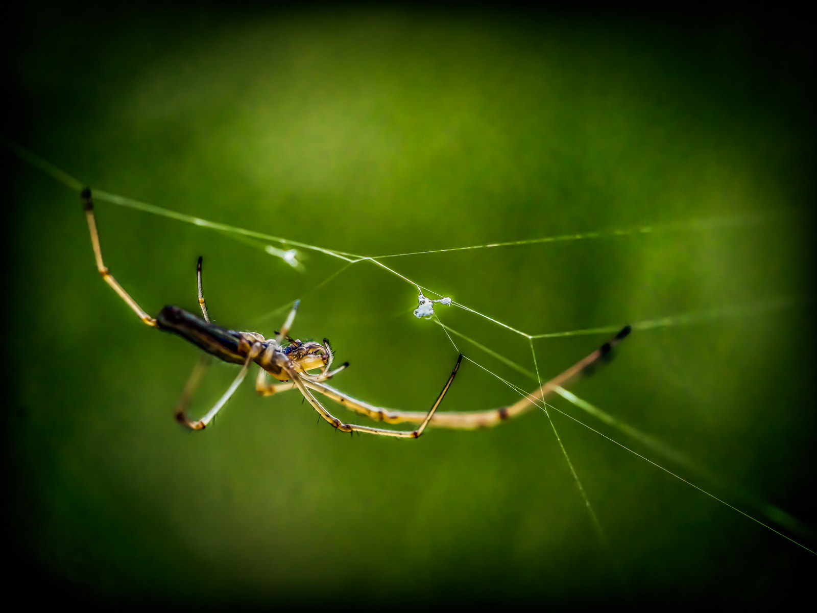 Olympus M.Zuiko Digital ED 60mm F2.8 Macro sample photo. Spiderman photography