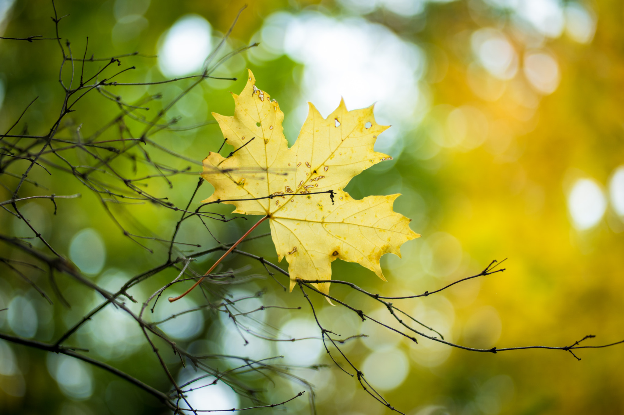 Samsung NX 45mm F1.8 sample photo. _a112973.jpg photography