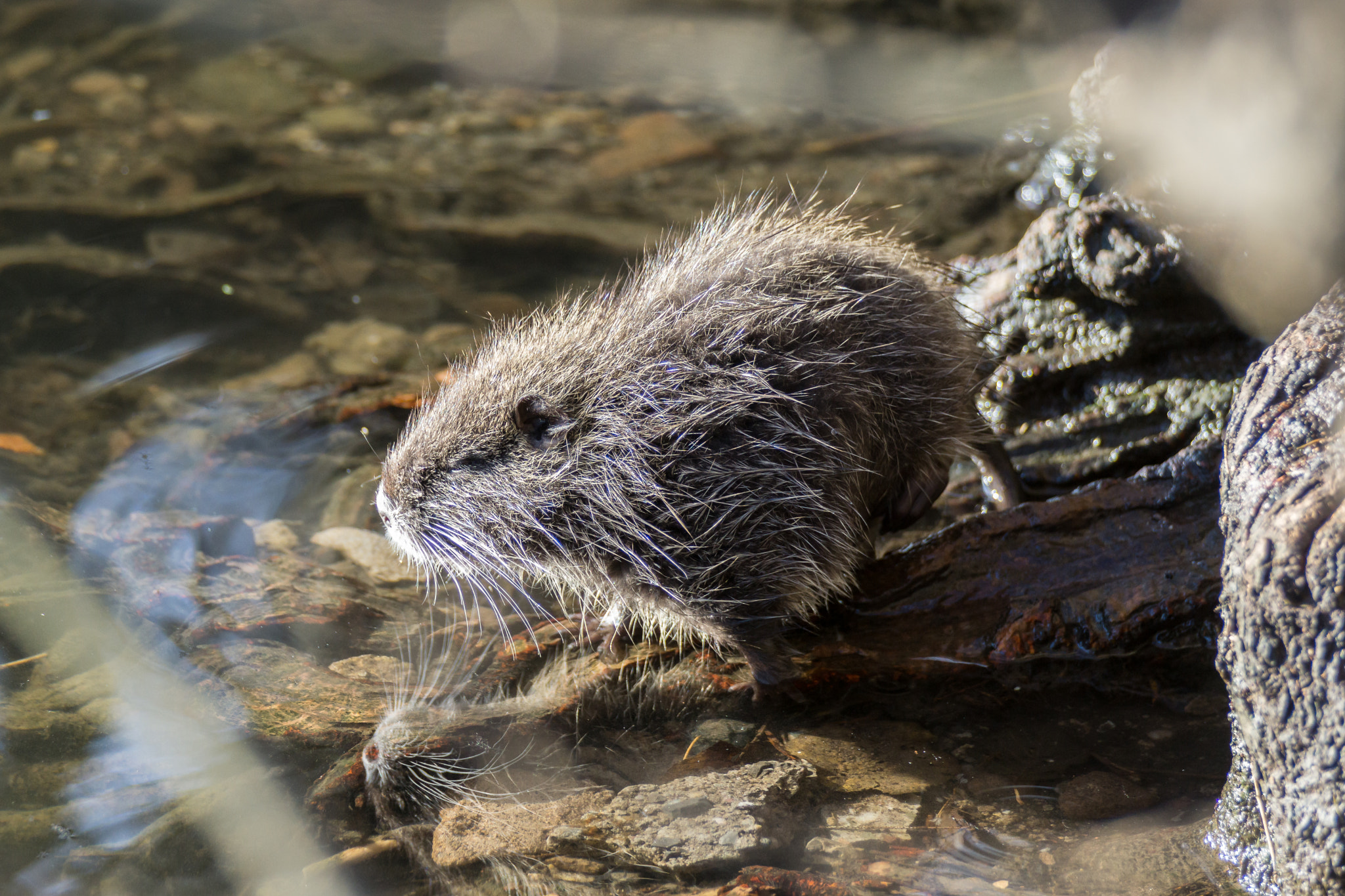 Sigma 150-500mm F5-6.3 DG OS HSM sample photo. Nutrias photography