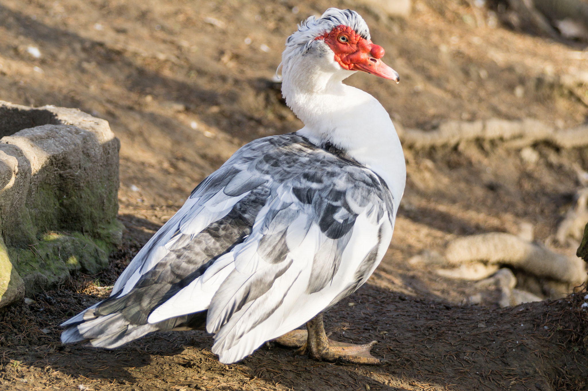 Sigma 150-500mm F5-6.3 DG OS HSM sample photo. Nutrias photography