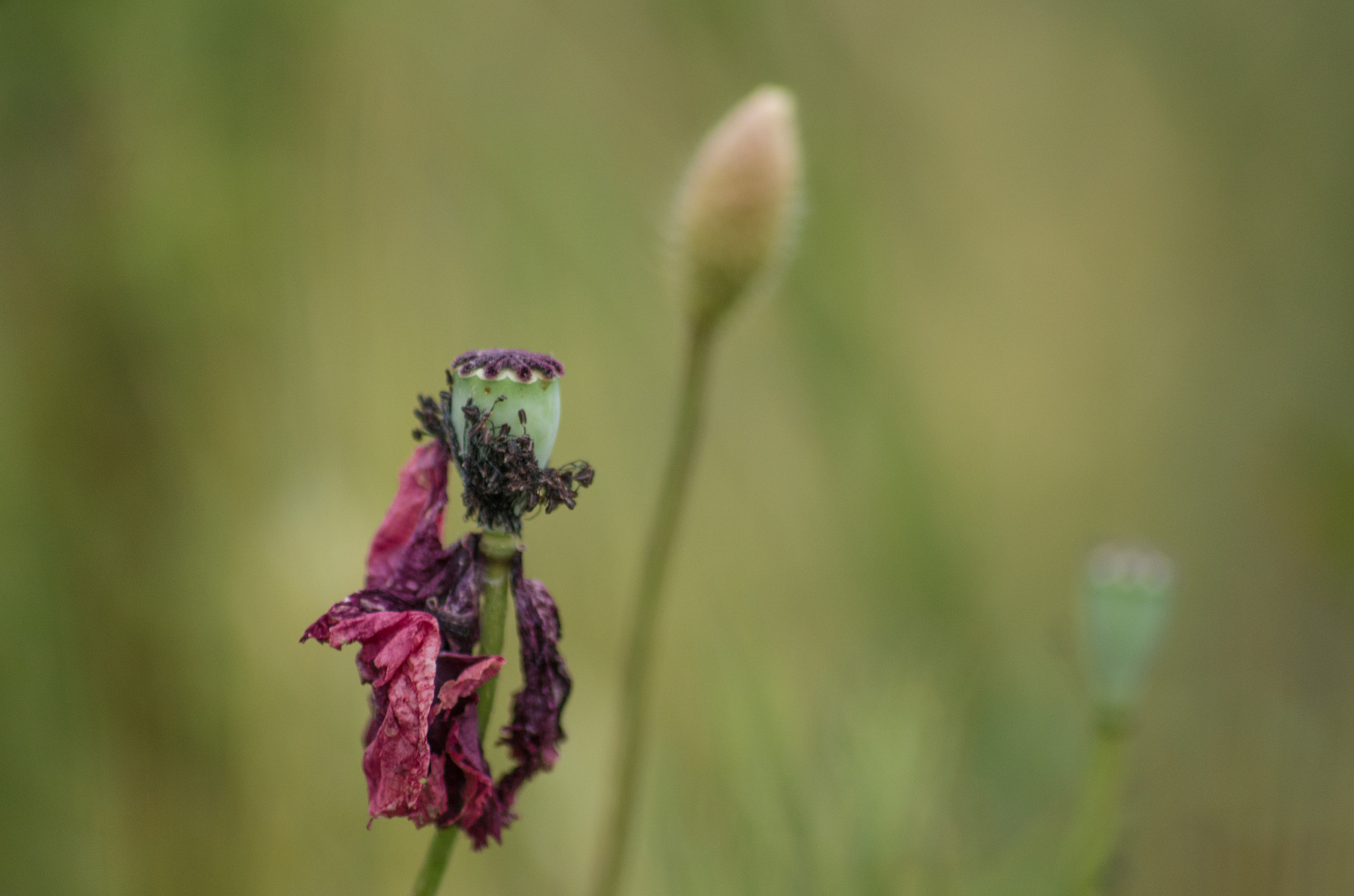 Pentax K-50 + Sigma sample photo. Papavero photography