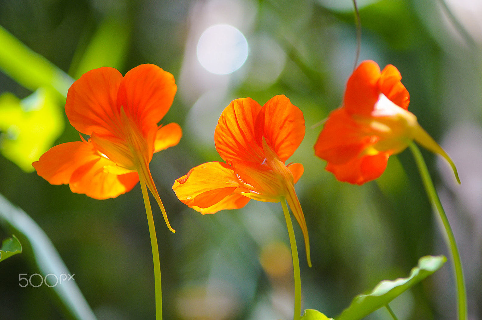 Nikon D90 + AF Zoom-Nikkor 70-210mm f/4 sample photo. Three photography