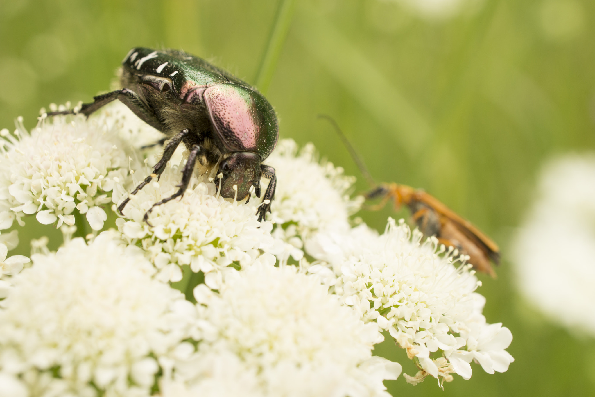 Sony Alpha NEX-C3 + Sony E 30mm F3.5 Macro sample photo. It's dinner time! photography