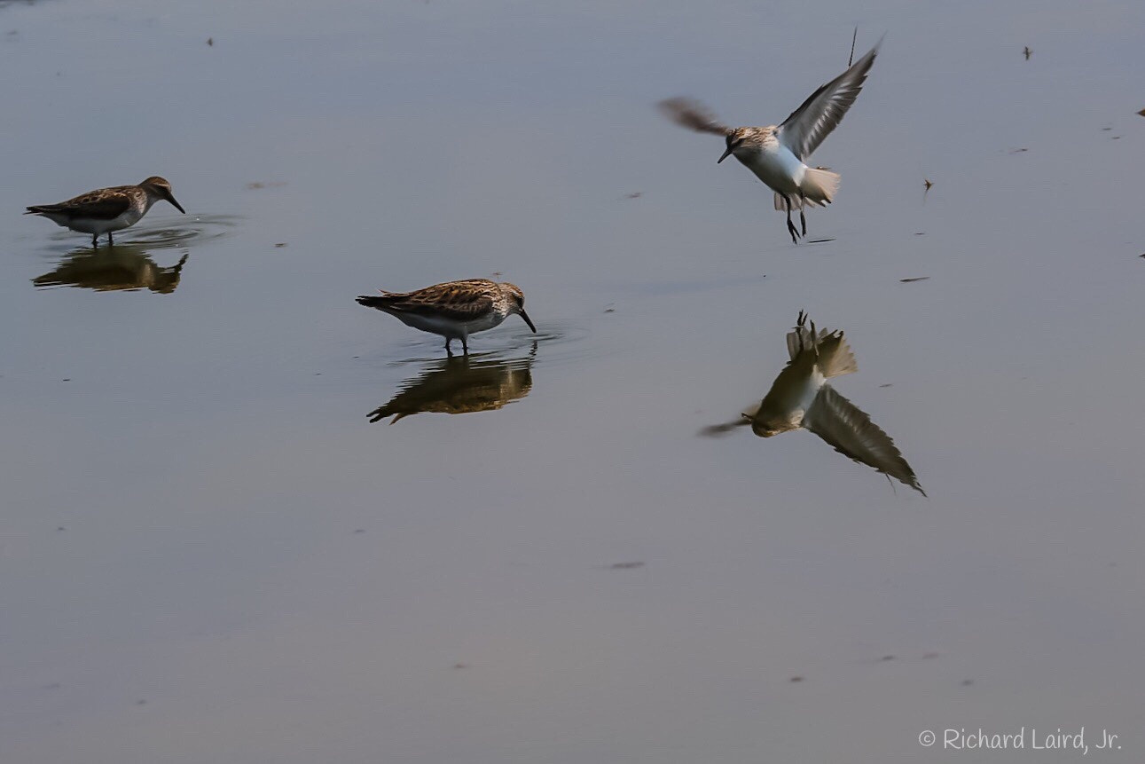 150-600mm F5-6.3 DG OS HSM | Sports 014 sample photo. Sandpipers  photography